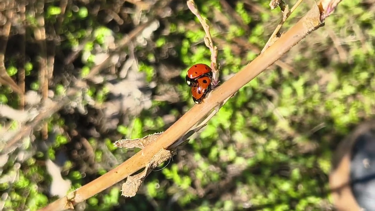 Lady Bugs Gone Wild!! 