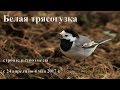 Белая трясогузка. Строительство гнезда./White Wagtail. Construction of a nest. The city of Kaluga.