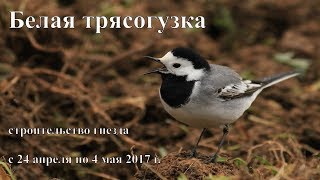 Белая трясогузка. Строительство гнезда./White Wagtail. Construction of a nest. The city of Kaluga.