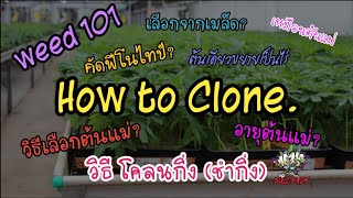 Weed 101 - วิธีโคลนกิ่ง ให้เหมือนต้นแม่ 100% - คัดฟีโนไทป์ยังไงดี? วิธีเลือกต้นแม่? เลือกจากเมล็ด?