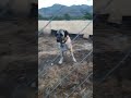 #aboneol #kangal #beniöneçıkart #köpek #kesfet .Asya...