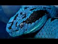 As 15 Cobras mais Venenosas do Mundo