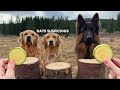 Golden retrievers and german shepherd review different foods  asmr