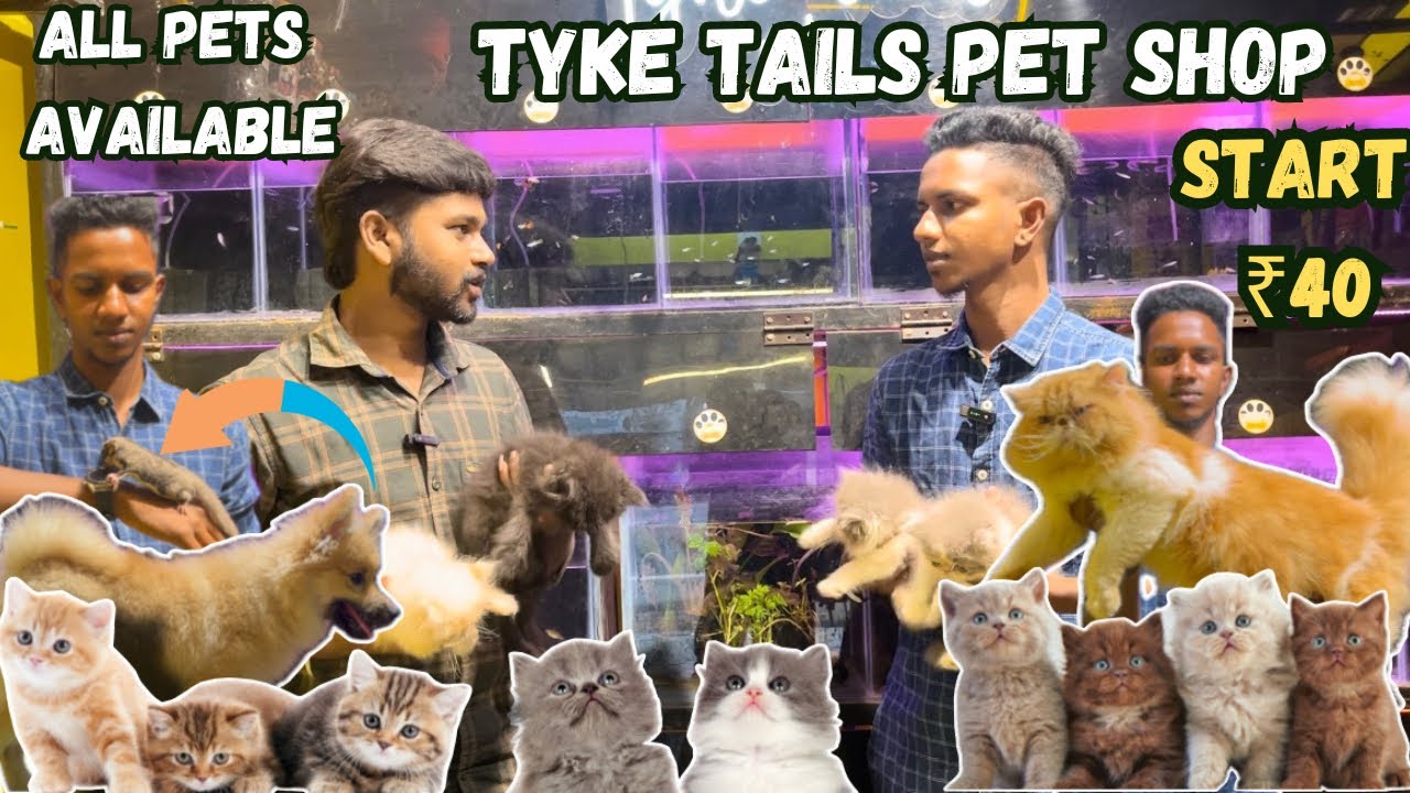 40-chepest-pet-shop-coimbatore-exotic-pet-shop-all-over-india