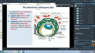 Events of 2nd Week of Pregnancy + Formation of Placenta - Dr. Ahmed Farid