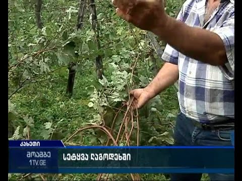 სტიქია ლაგოდეხში - ძლიერმა ქარმა გლეხები მოსავლის გარეშე დატოვა