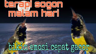 Terapi Sogon Malam Hari 