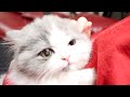 子猫に初めて耳かきをしたら何とも言えない表情でかわいい