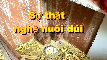Sự thật nghề nuôi dúi| Không dễ như các bạn tưởng