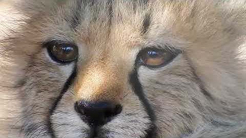 Project Dragonfly, Miami University, Cheetah