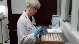 Pooling Samples for BVD Testing