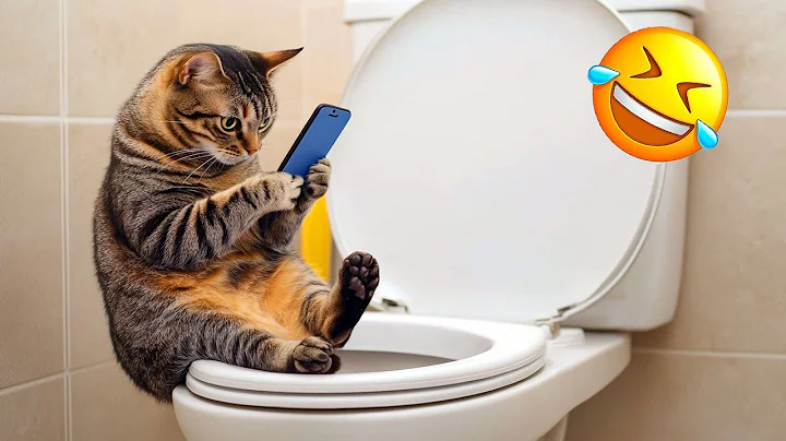 Video 10226661: laugh funny compilation, pets, funny cat