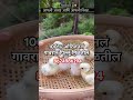 #नॅचरल फार्म #Deshi farm #varil #trending 8624986294 🐓🐥