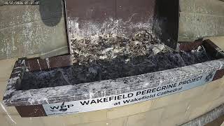 The Wakefield Peregrine Project - Live Nest Box Cam