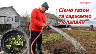 Дачні справи: сіємо газон та саджаємо тюльпани! Влог.