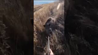 #chasse #hunting #caccia #wildlife #caza #jabali #jagd #sanglier #wildboar #cinghiale