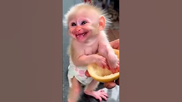 Lucu  monyet ketawa