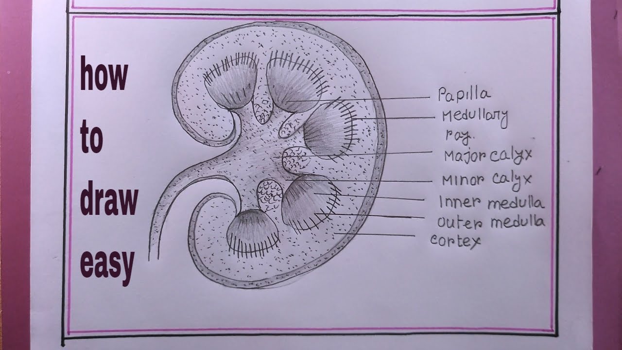 Details 76+ sketch of kidney best - seven.edu.vn