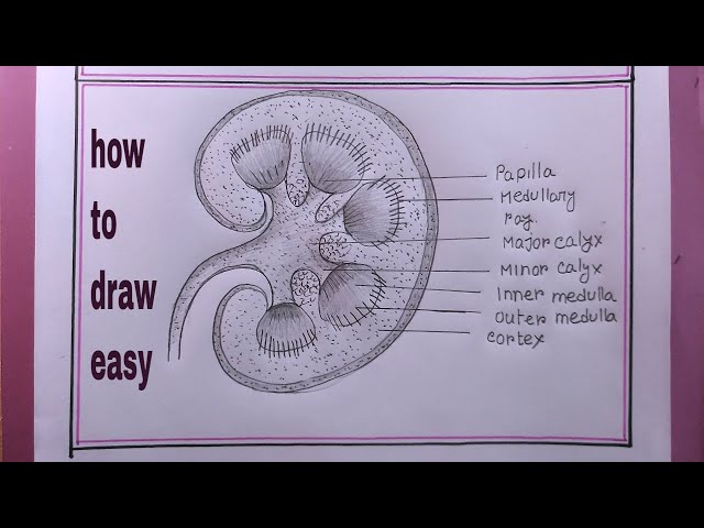 illustration of Healthcare and Medical education drawing chart of Human  Kidney for Science Biology study 2803153 Vector Art at Vecteezy