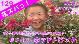 けいとうCelosia argenteaホットトピック寄せ植えギャザリングのコツ【花ズバっ】129旬の花とその使いかた紹介/花創人ガーデニング教室