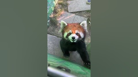 How does a red panda bark or make noise？？