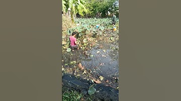 Tát ao bắt cá 3 #shorts @giadinhbadoan