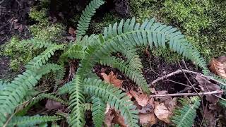 Common Polypody: A Visual Exploration of Its Intricate and Fascinating Fern Fronds