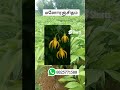 #shorts மனோரஞ்சிதம் #flowers #gardening #plants #new #garden #update #trending #video #tamil #reels