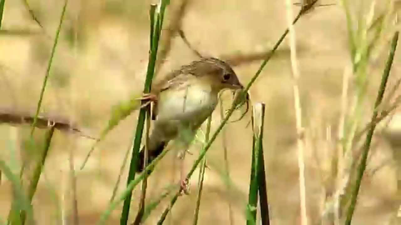 Zitting Cisticola - with spider - (Cisticola juncidis) - Cyprus 