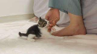 What Do Kittens Do When They Want Human's Attention?