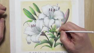 カサブランカの香り　　点描画 大人の塗り絵：四季折々の花②』の⑫「カサブランカ」を塗ってみました