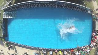 2014 IDC National Championships - Diving Dog