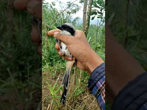Suara Pikat Kutilang Ribut Mix Srigunting \u0026 Cendet
