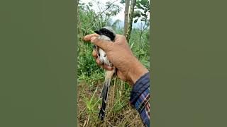 Suara Pikat Kutilang Ribut Mix Srigunting & Cendet