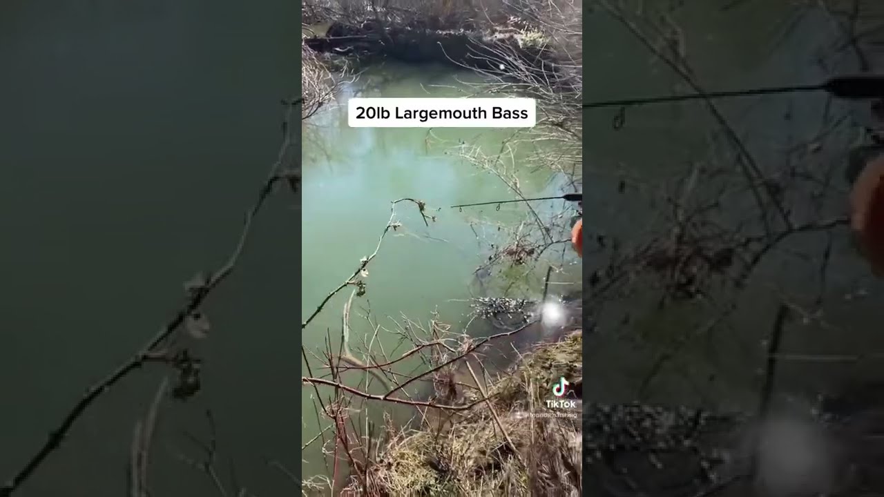 Largemouth Bass 20lb 