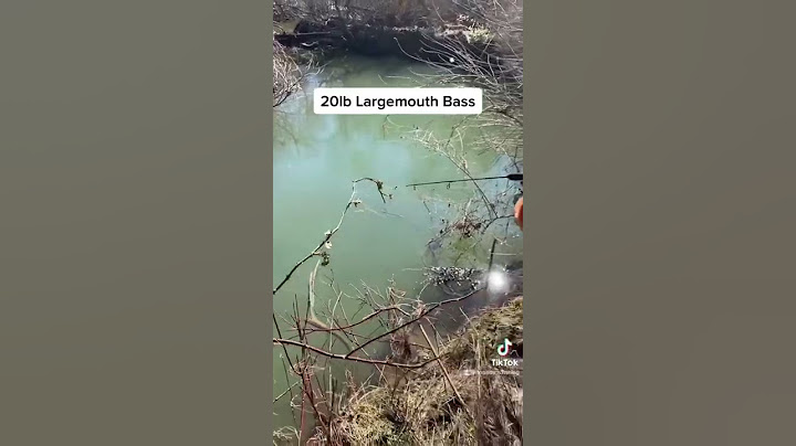 Largemouth Bass (20lb)