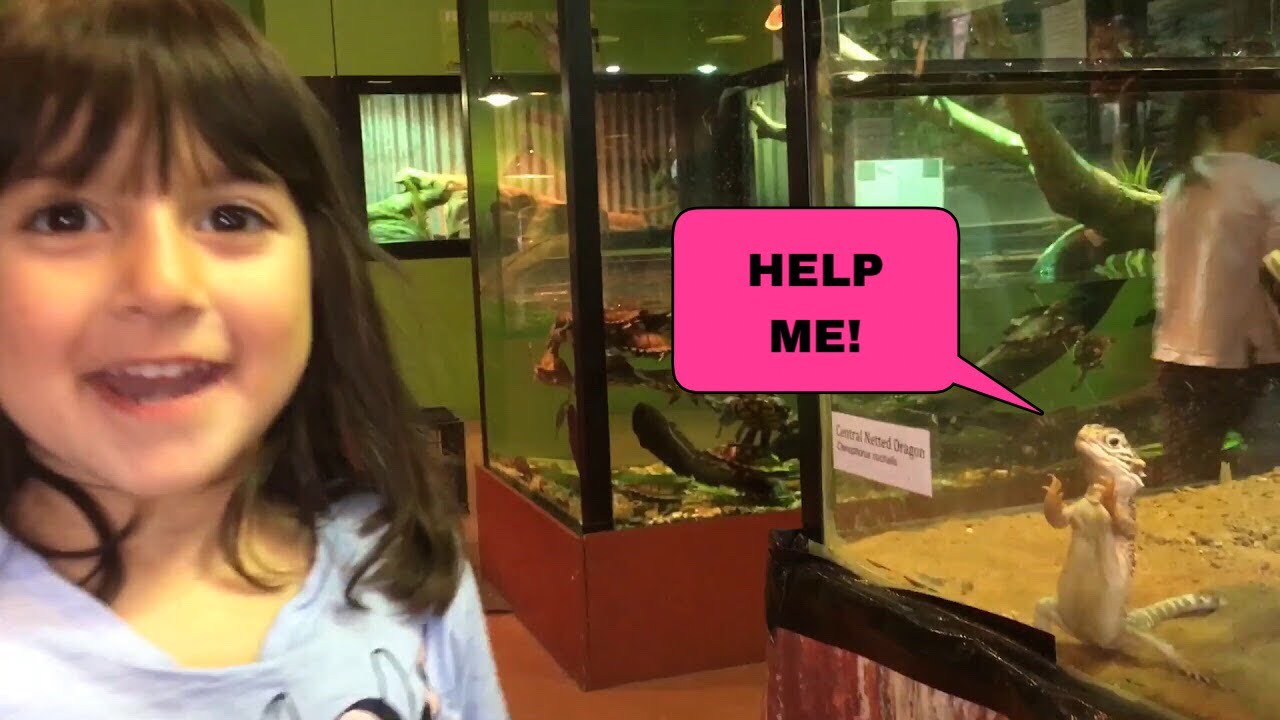 A visit to Canberra Reptile Zoo YouTube