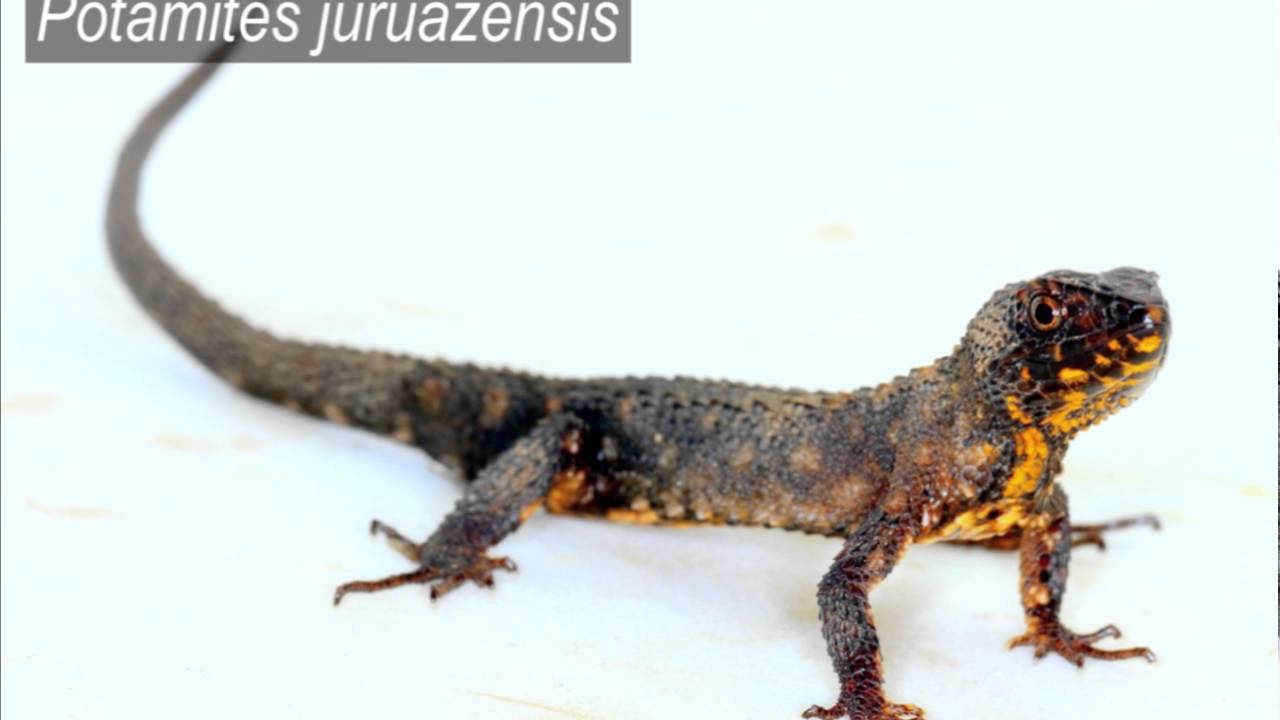 Amphibians and Reptiles of the Amarakaeri Communal Reserve