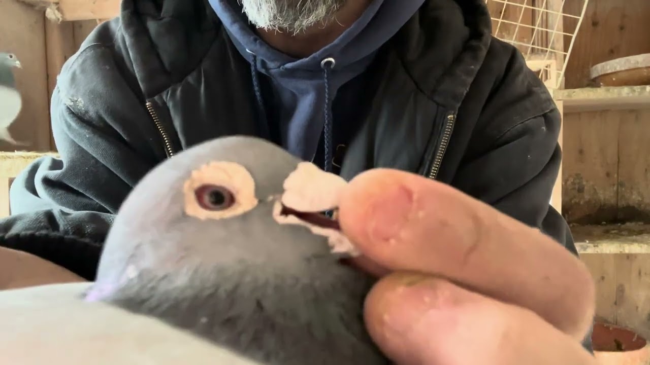 Голуби в процессе размножения: спаривание пар, демонстрация контраста глаз.