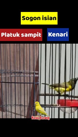 Sogon isian platuk sampit vs kenari