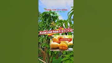 xoài cát hòa lộc cây lớn nhanh trái #caygiong #xoaicathoaloc #caygiongchatluong #caytrongkinhtecao