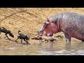 Hippo Steals Kudu from Wild Dogs