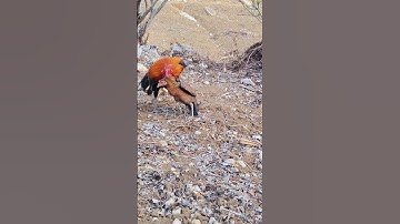 gà mái gọi trống bây đập cánh phi chạy Hồ chúa. Poj qaib xeev lau ya ntxuaj ti khav tiag tiag