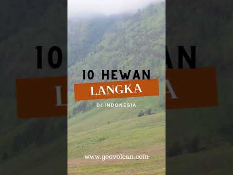 10 Hewan Langka Di Indonesia