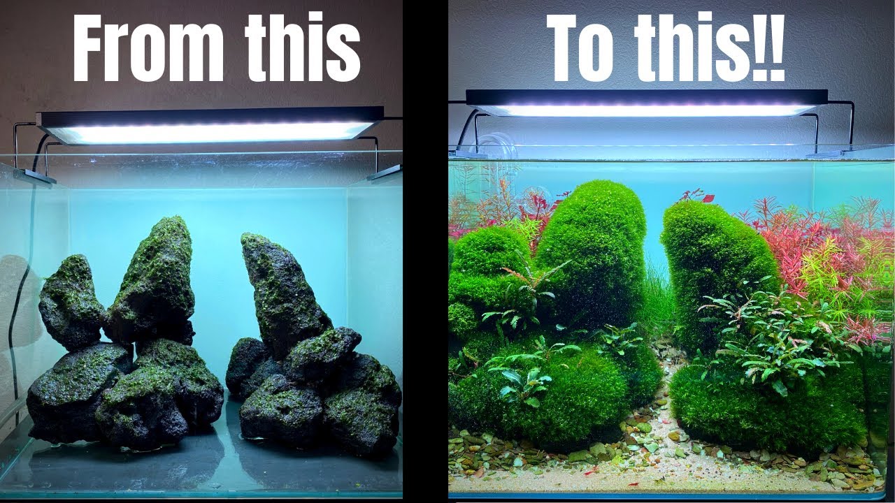 TAKE YOUR AQUASCAPE TO THE NEXT LEVEL WITH THIS MOSS METHOD! YouTube