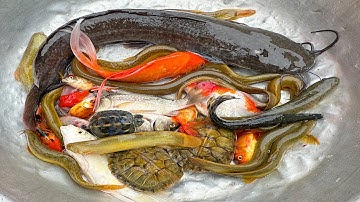 Kem Chanel lái công nông bắt cá ống nước thần kỳ có cá chép, cá trê, cá màu sắc, con lươn, con rùa