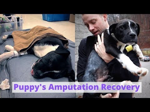 वीडियो: कैसे एक Amputee पिल्ला की देखभाल करने के लिए