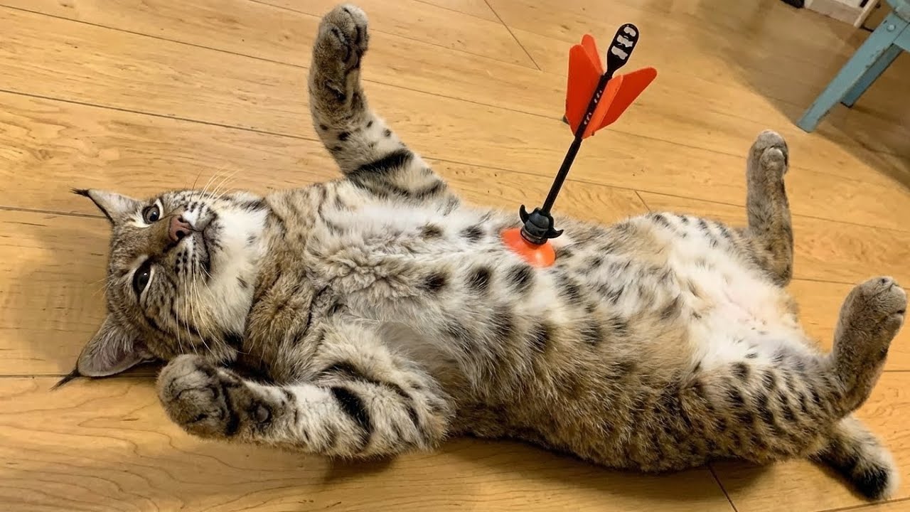 В тот день, когда спасенная мной рысь так сильно меня рассмешила, я забыла обо всей боли, которая...