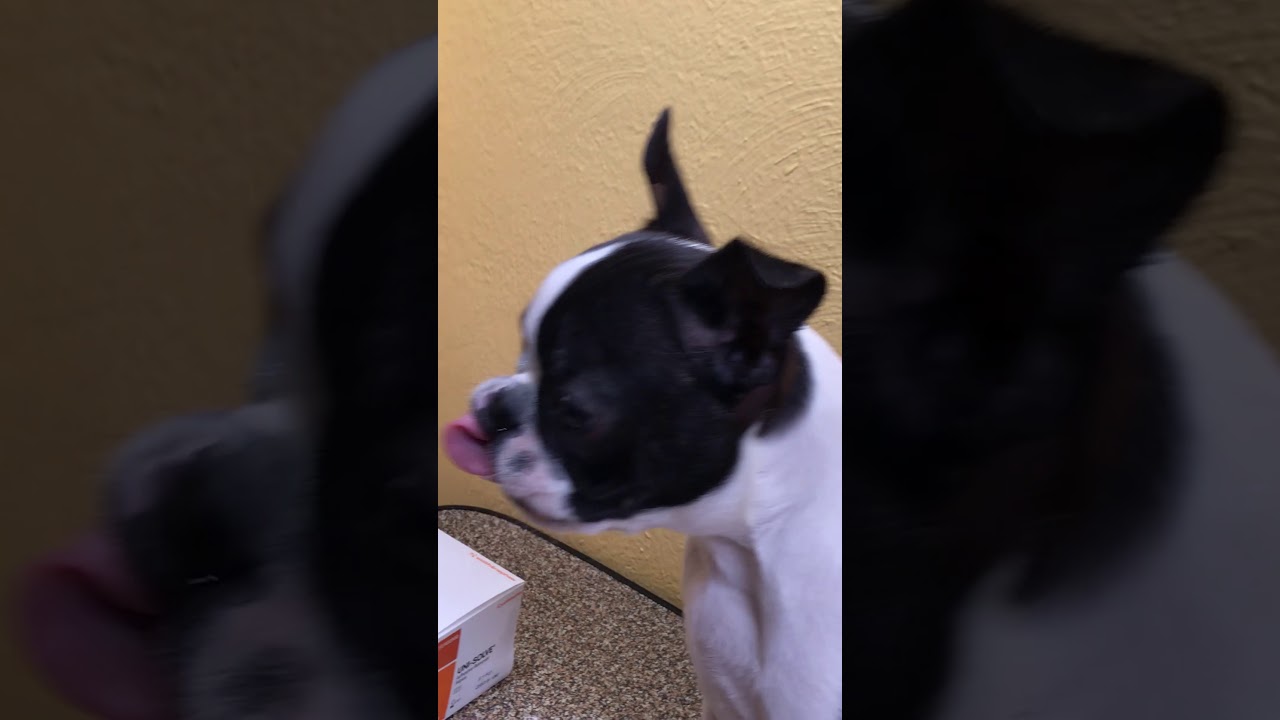 how to tape boston terrier puppy ears YouTube