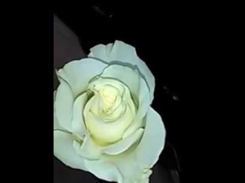 Video: ¿Qué dan las rosas blancas y qué simbolizan?